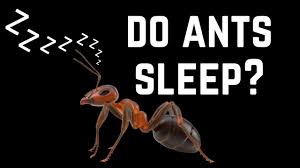 do ants sleep